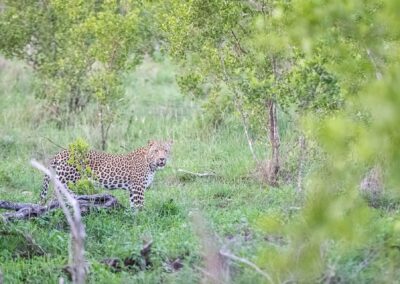 Kruger Park Day Drive