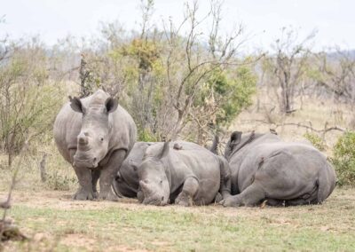 Kruger Park Day Drive