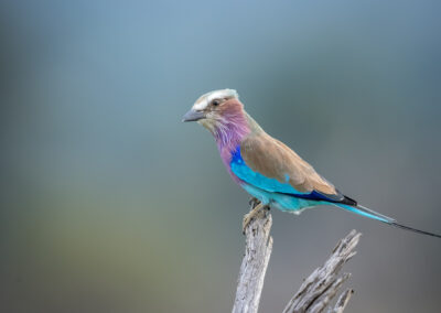 Kruger Park Day Drive