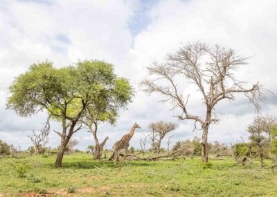 Kruger Park Day Drive