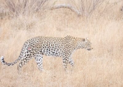 Kruger Park Day Drive