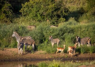 Kruger Park Day Drive