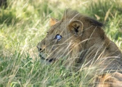Kruger Park Day Drive